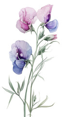 スイートピーの水彩画