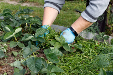 A woman in gloves lays freshly cut grass on a strawberry bed. The concept of organic farming, grass mulching.