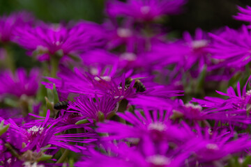 purple flowers in the field