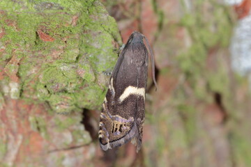 Cydia duplicana. A beautiful little moth from the family Tortricidae known as tortrix moths or leafroller moths. Its caterpillars feed on coniferous trees.