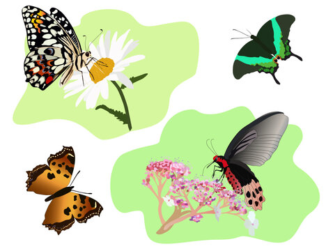Collection of butterflies vector drawing