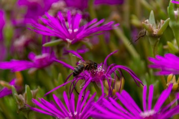 purple flowers in the field