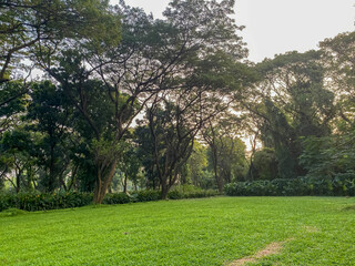Greenery yard full of trees at evening.