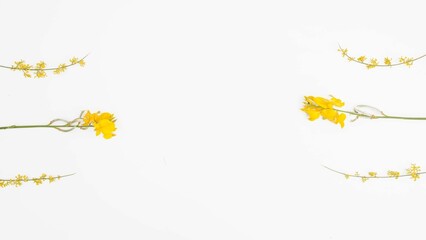 Yellow Flowers Flatlay