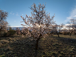 Almendros en flor con el sol de fondo