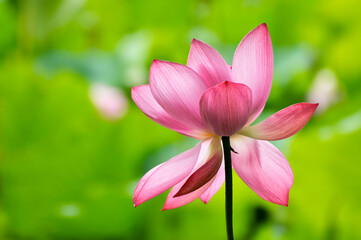 Fototapeta premium Blossoming lotus flower and waterlily in pond
