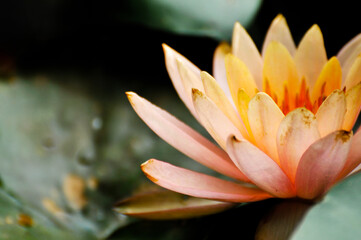 Blossoming lotus flower  and waterlily in pond