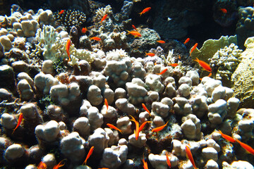 Many red fish. Red sea coral reef diving background. Underwater world scuba dive experience. Orange fish shoal colorful texture.