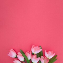 Beatiful Tulips Pink Background