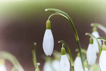 Schneeglöckchen im Frühjahr