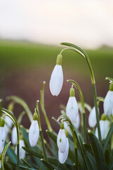 Schneeglöckchen im Frühjahr