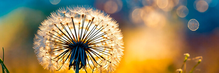 dandelion close-up in the field. Selective focus.