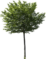 Fototapeta na wymiar Junger Baum mit grünen Blättern