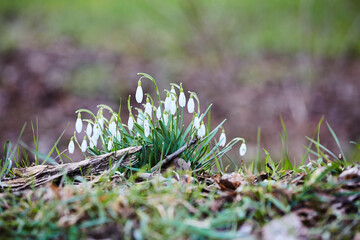 Schneeglöckchen im Frühjahr