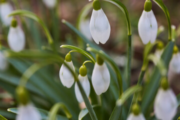 Schneegl&ouml;ckchen im Fr&uuml;hjahr