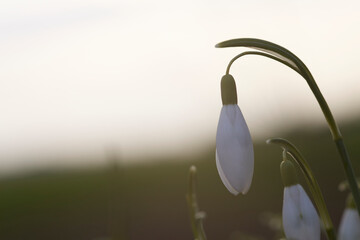 Schneeglöckchen im Frühjahr