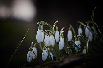 Schneeglöckchen im Frühjahr