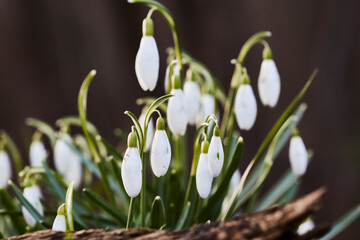 Schneeglöckchen im Frühjahr