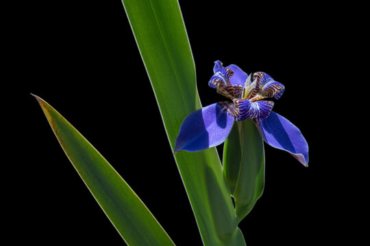 Colorful purple blue flower of neomarica caerulea aka walking iris or apostle's iris with leaf, isolated in bright sunlight on black background