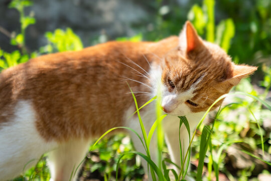 Katze im Gras