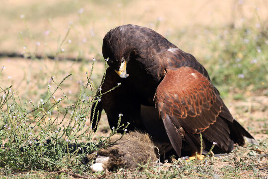 aquila pescatrice con preda