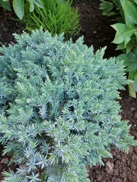 Juniperus squamata Blue Star on a flower bed in a coniferous garden. Nature background