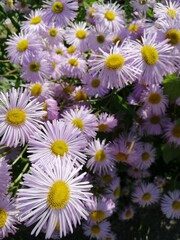 beautiful blooming Erigeron with long purple petals and yellow stamens in a sunny summer garden. Floral wallpaper