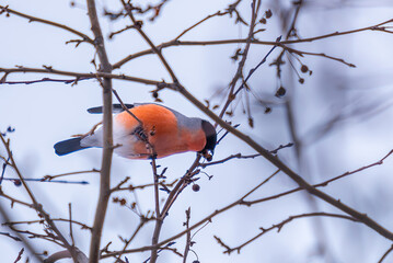 A bullfinch bird on a tree branch in the forest in winter.