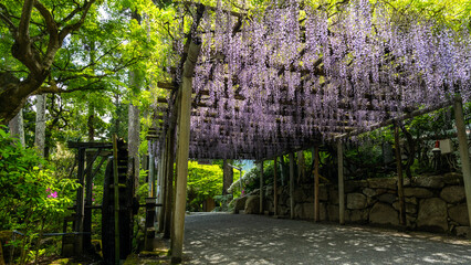 (藤棚風景)うららかな春日和に映える一目一万本　ツツジの花
(Wisteria...