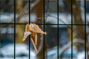A dry autumn leaf on the fence in close-up.