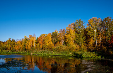 Autumn forest on the river bank on a clear day.