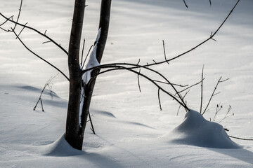 A lonely tree in a snow-covered field in winter.