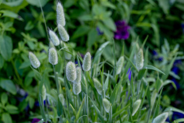 Green grass with flowering spikelets in the summer in the field.