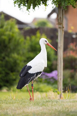 Storch auf Rasen schaut nach Nahrung