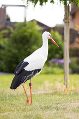 Storch auf Rasen schaut nach Nahrung
