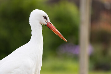 Storch auf Rasen schaut nach Nahrung