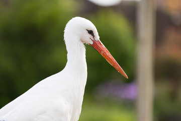 Storch auf Rasen schaut nach Nahrung