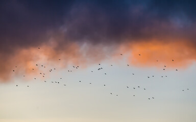 Flock of birds flying in blue sky under thunderclouds