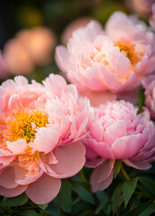 Obraz premium multi-colored peonies bloom in the park. Selective focus.