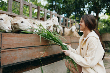 A woman is feeding some sheep in a pen with green grass in front of her