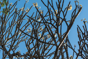 Majestic Plumeria Trees Blooming Under the Clear Blue Sky in Shravanabelagola, India