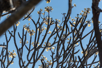 Frangipani Tree Branches Against Clear Blue Sky in Shravanabelagola, India