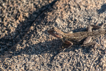 Sun-Bathed Lizard Perched on the Ancient Rocks of Shravanabelagola, India