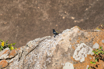 Indian Robin Perched on a Rocky Outcrop at Shravanabelagola in Daylight