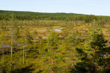 Blick über den Hamra Nationalpark in Schweden im Herbst - obrazy, fototapety, plakaty