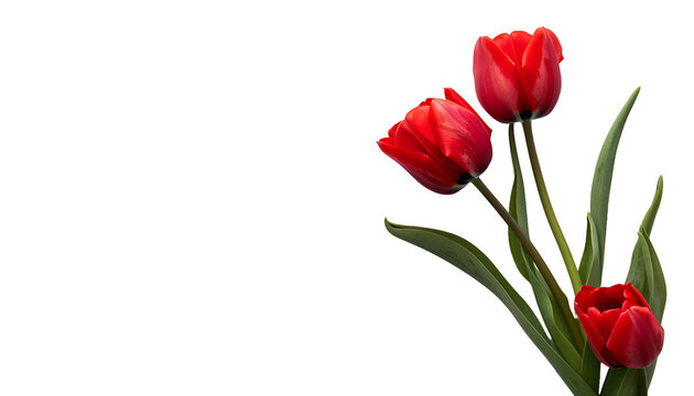 Red tulip PNG image 