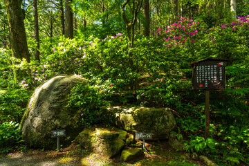 うららかな春日和に映えるツツジの花(観光スポット)
Azalea flowers that shine...