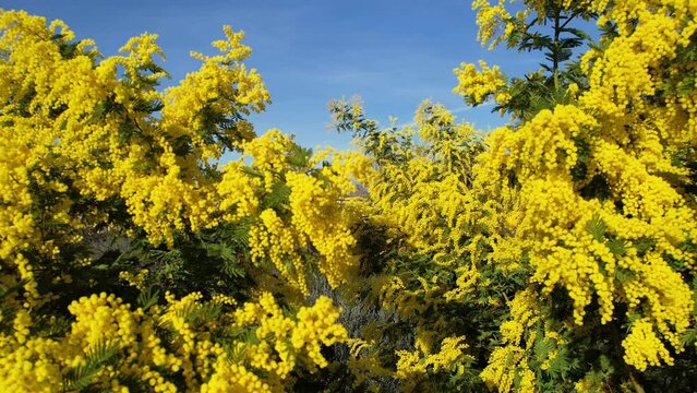 Beautiful Mimosa plant (Acacia dealbata) in bloom in February. International Women's Day on March 8. Shot from bottom to top
