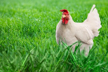 Small farm hen on green grassy field