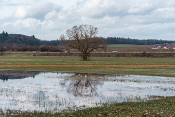 Reflection of a tree in a flooded meadow in spring in Bavaria, Germany
